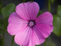 image of flower