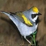 image of bird