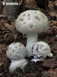 image of mushrooms