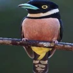 image of bird