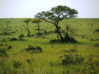 image of grassland