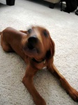 image of redbone