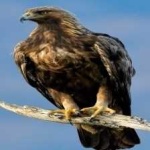 image of bird