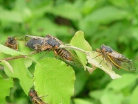 image of cicada