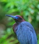 image of little_blue_heron