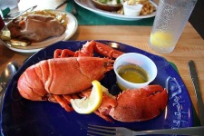 image of american_lobster