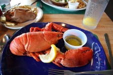 image of american_lobster #11