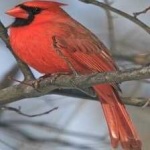 image of bird