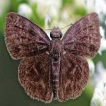 image of animal