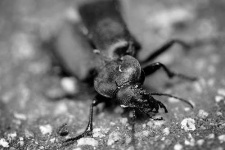 image of ground_beetle #18