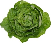 image of lettuce #5