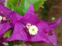 image of flower
