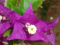 image of bougainvillea #10