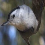 image of bird