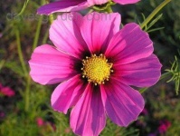 image of flower