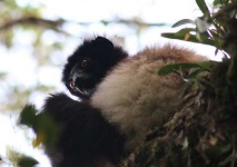 image of indri