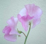 image of flower