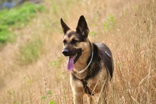 image of german_shepherd