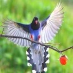 image of bird