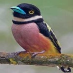 image of bird