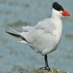 image of bird