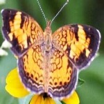 image of animal