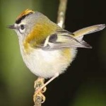 image of bird
