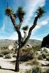 image of joshua_tree