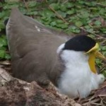 image of bird