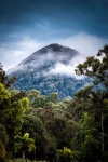 image of tropical_forest