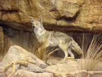 image of coyote