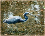 image of little_blue_heron