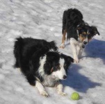 image of border_collie