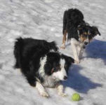 image of border_collie #4