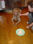 image of chesapeake_bay_retriever