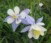 image of columbine #9