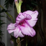 image of flower