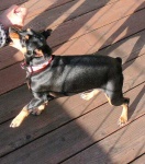 image of miniature_pinscher