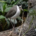 image of bird