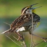 image of eastern_meadowlark #0