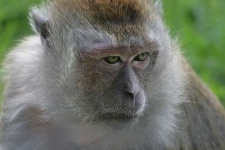 image of macaque
