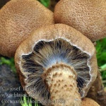 image of mushrooms