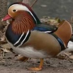 image of bird
