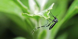 image of mosquito