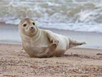 image of animal