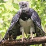 image of harpy_eagle #23