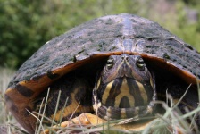 image of animal
