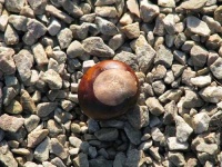 image of buckeye