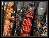 image of corn