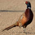 image of bird